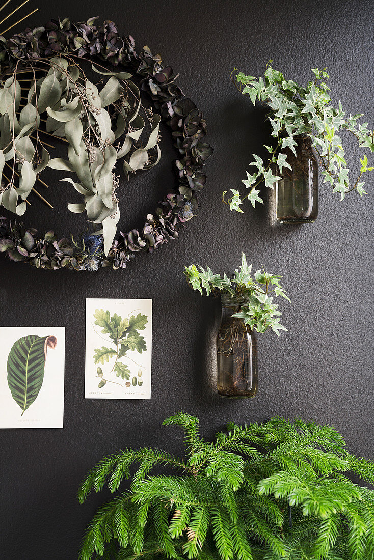 Arrangement of plants and botanical postcards on black wall
