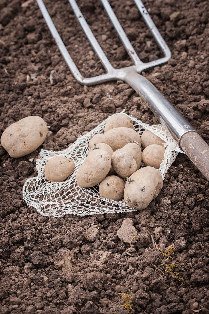 Potatoes and a pitchfork