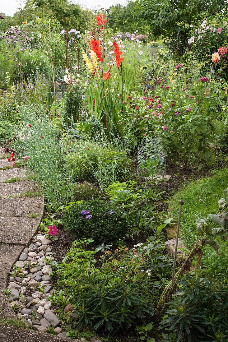 Gladioli and herbaceous perennials in summer bed