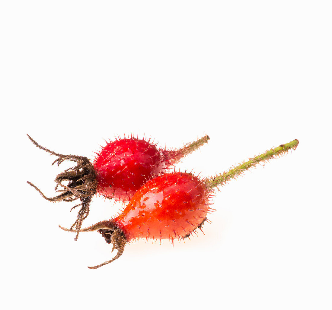 Two rose hips (close-up)