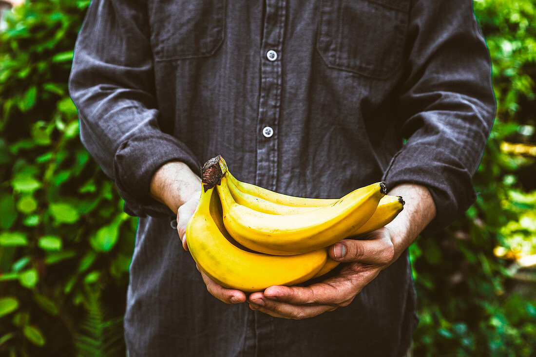 Mann hält frisch geerntete Bananen