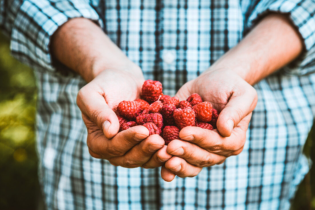 Hände halten frisch gepflückte Himbeeren