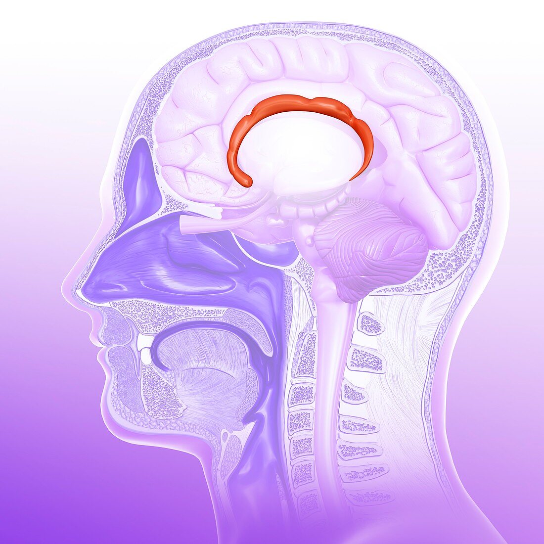 Human brain cingulate gyrus, illustration