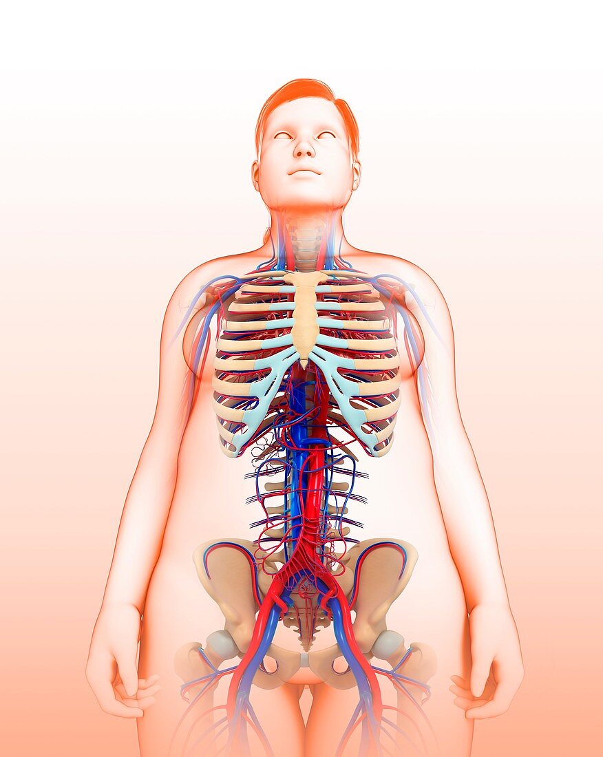 Female circulatory system, illustration