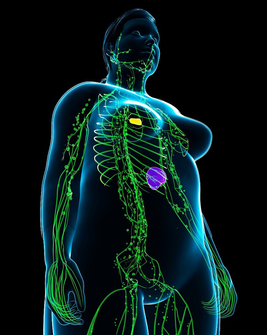 Female lymphatic system, illustration