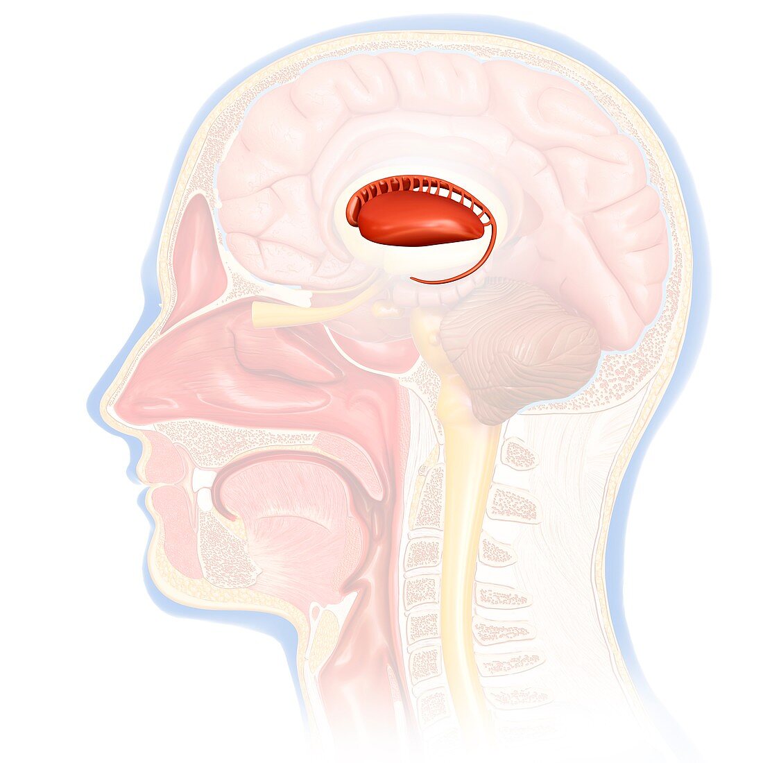 Human brain caudate nucleus, illustration