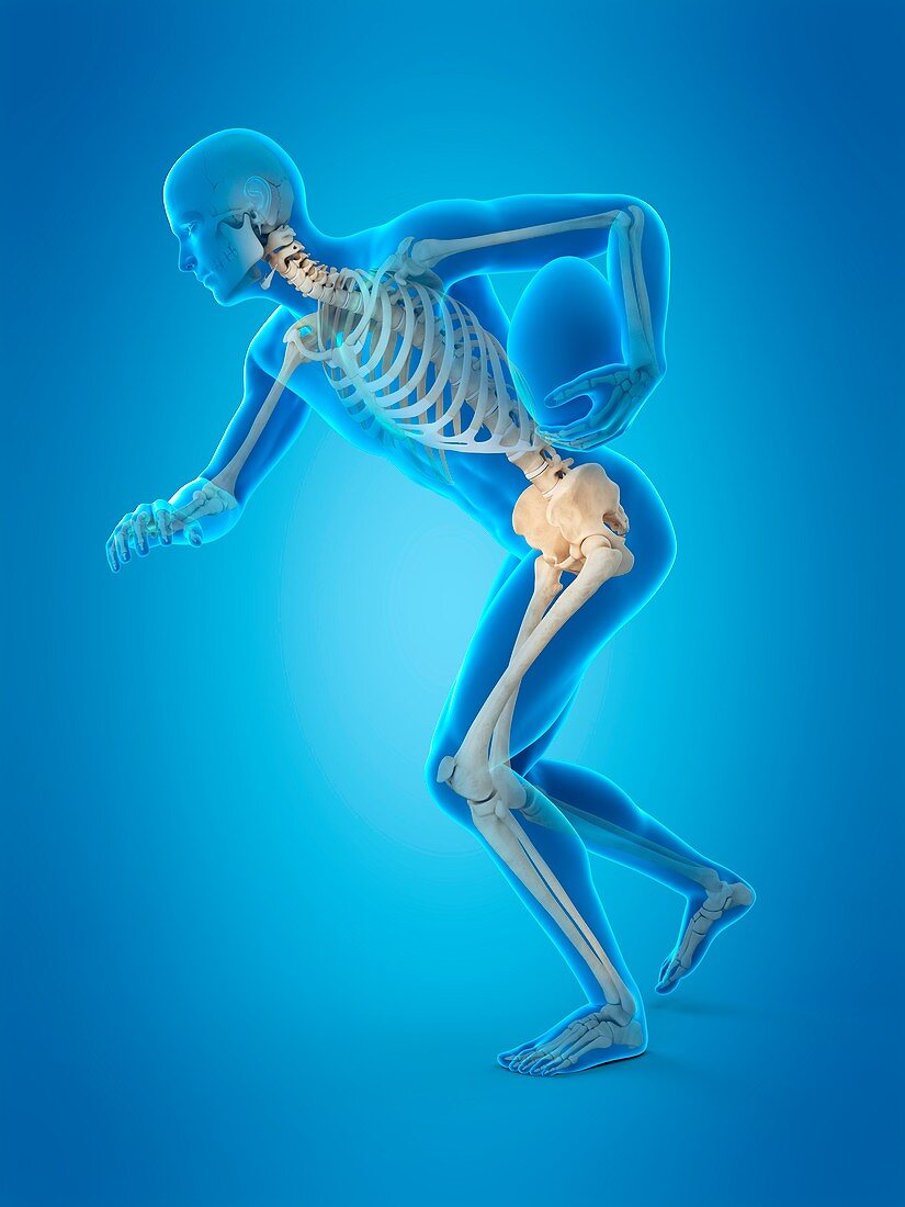 Skeletal structure of rugby player, illustration