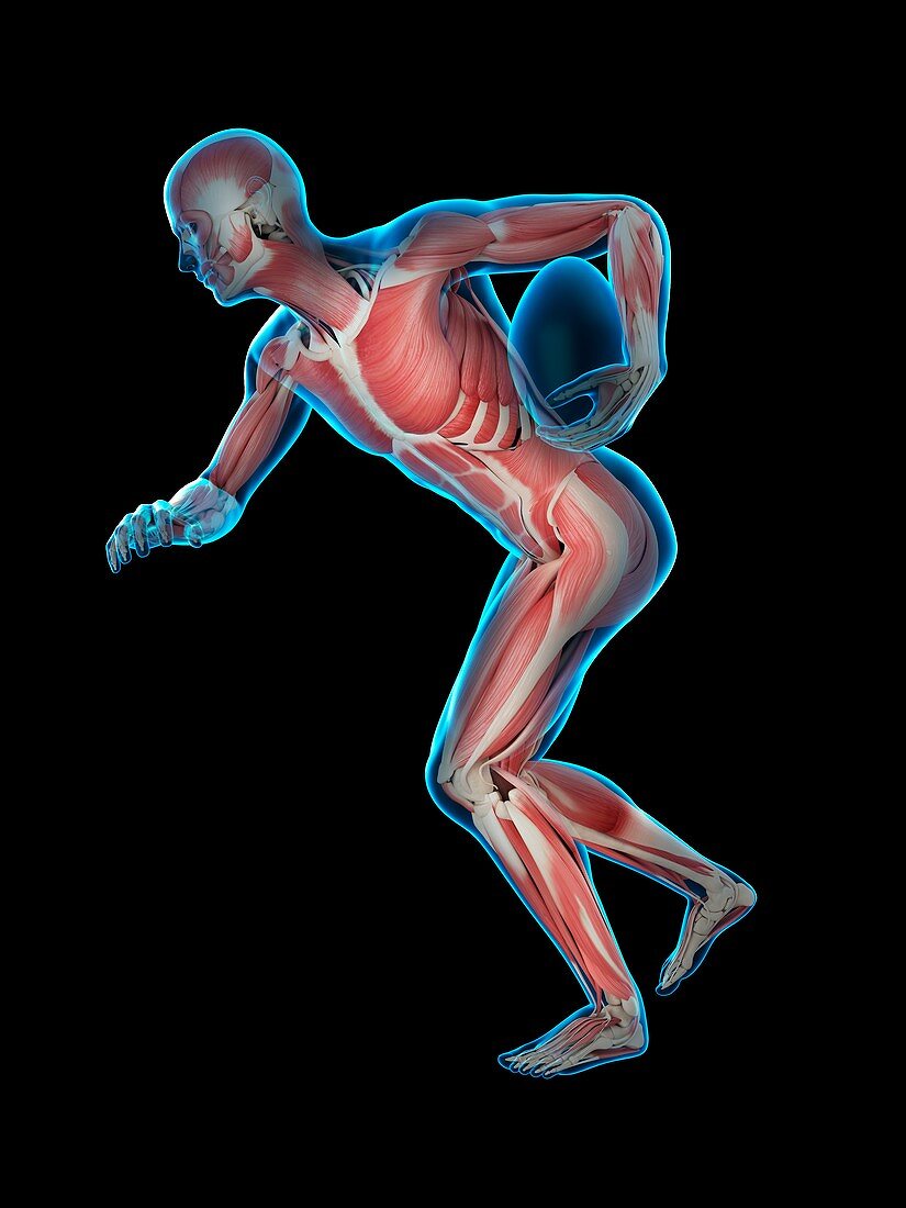 Muscular structure of rugby player, illustration