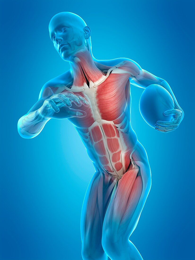 Muscular structure of rugby player, illustration