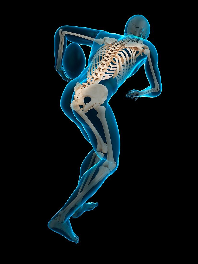 Skeletal structure of rugby player, illustration