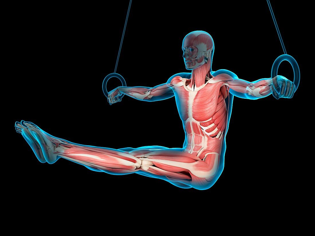 Muscular structure of athlete, illustration