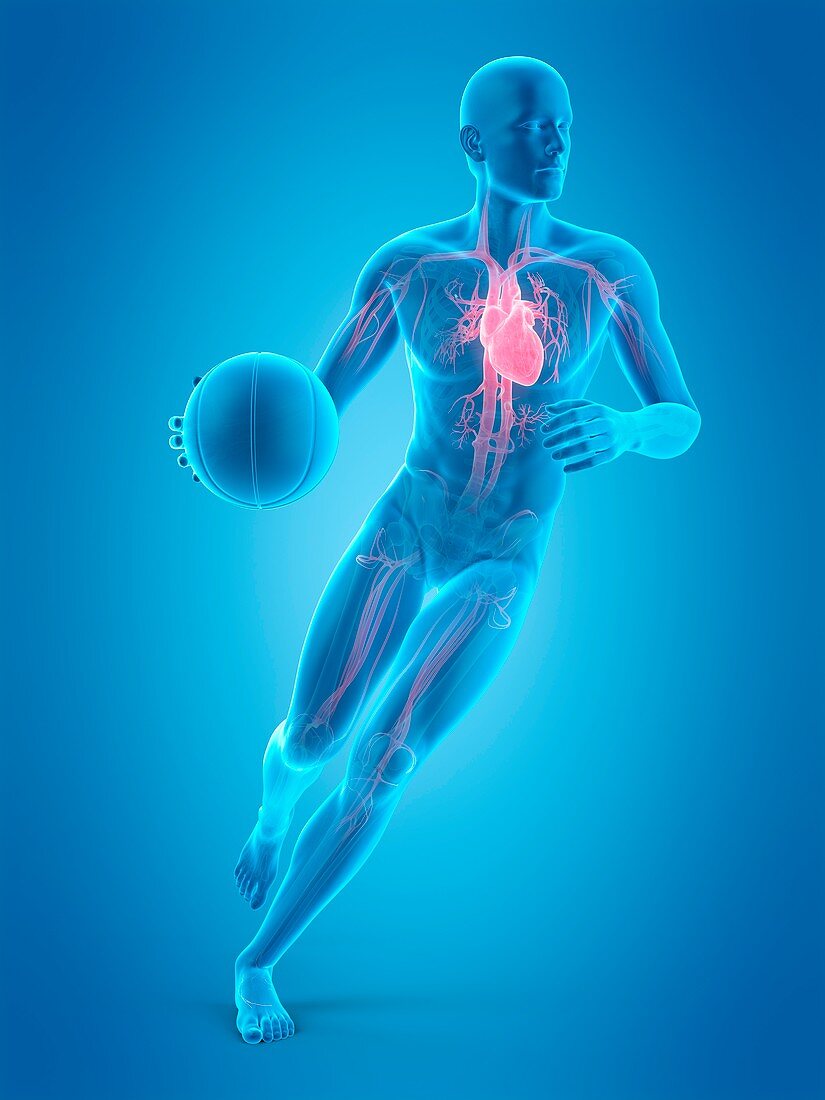 Anatomy of a basketball player, illustration