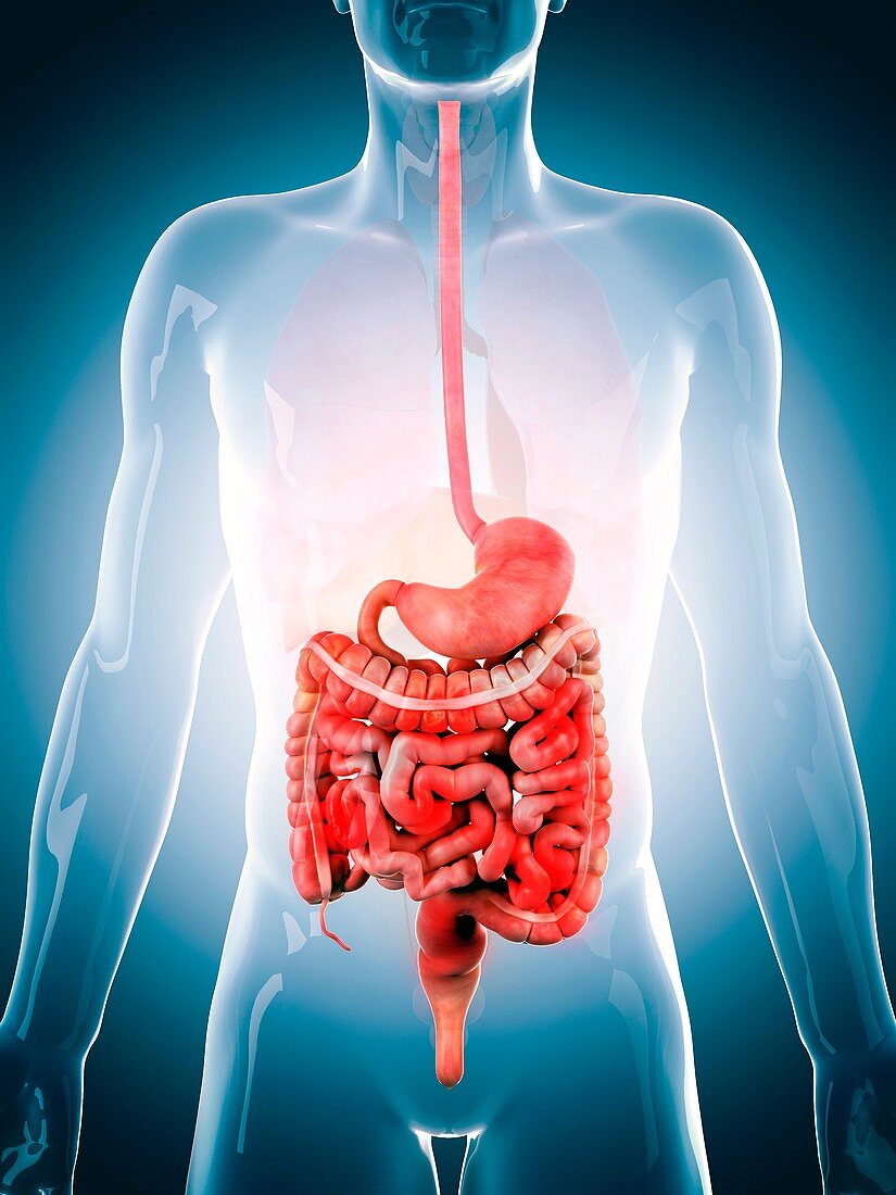 Human digestive system, illustration