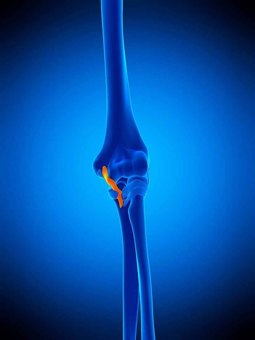 Elbow ligament, illustration