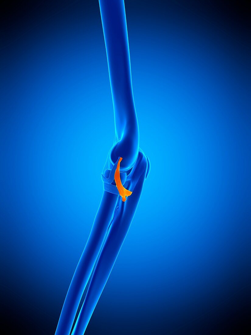 Elbow ligament, illustration
