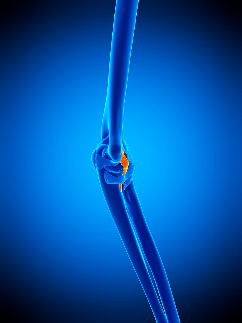 Elbow ligament, illustration