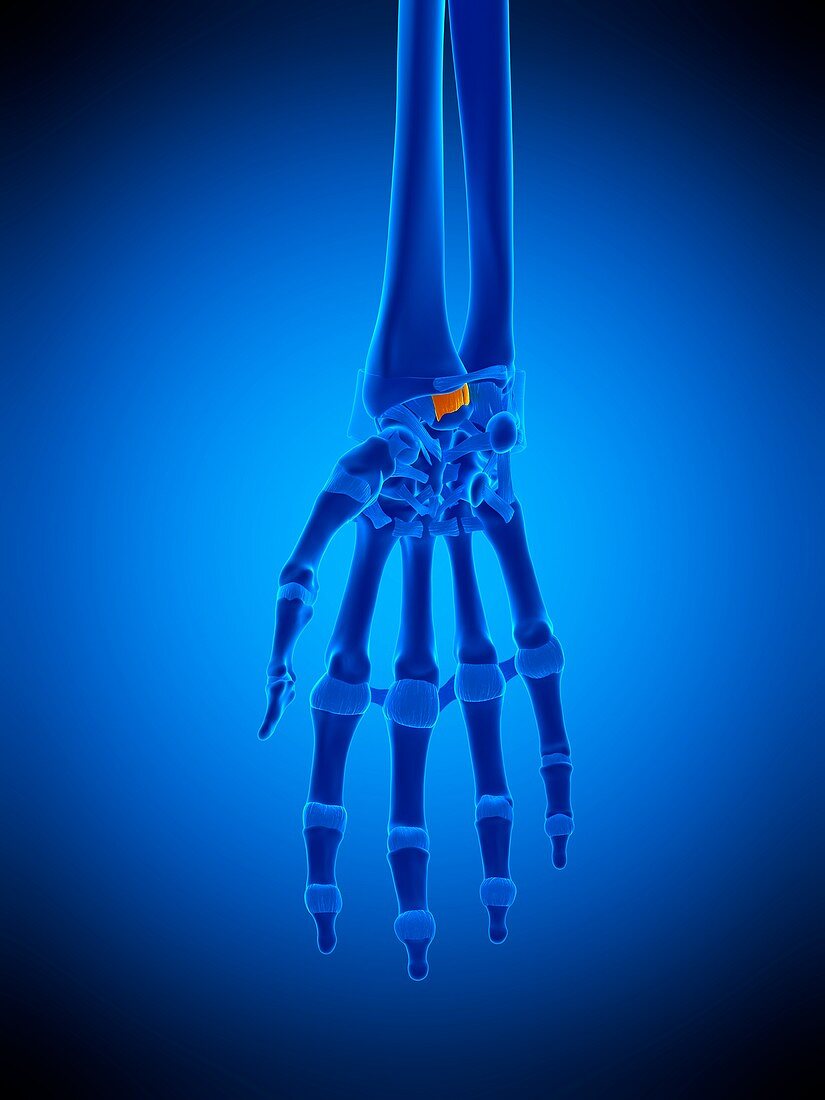 Hand ligament, illustration