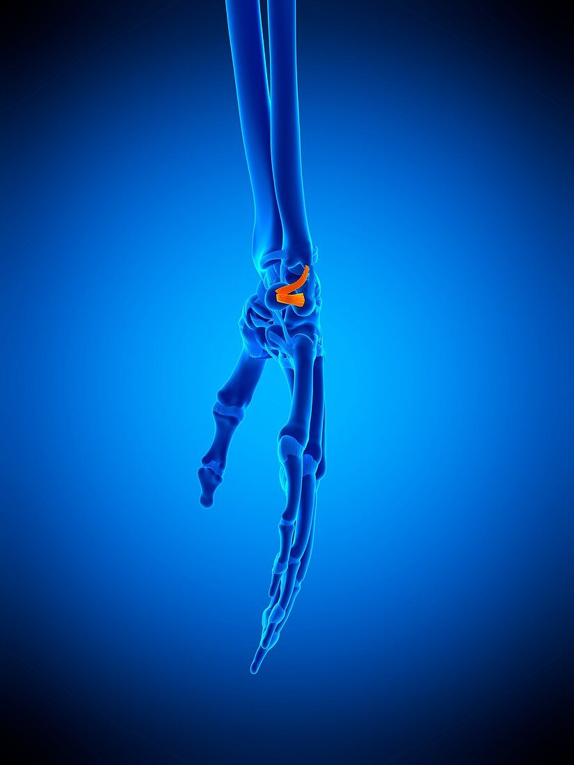 Hand ligament, illustration