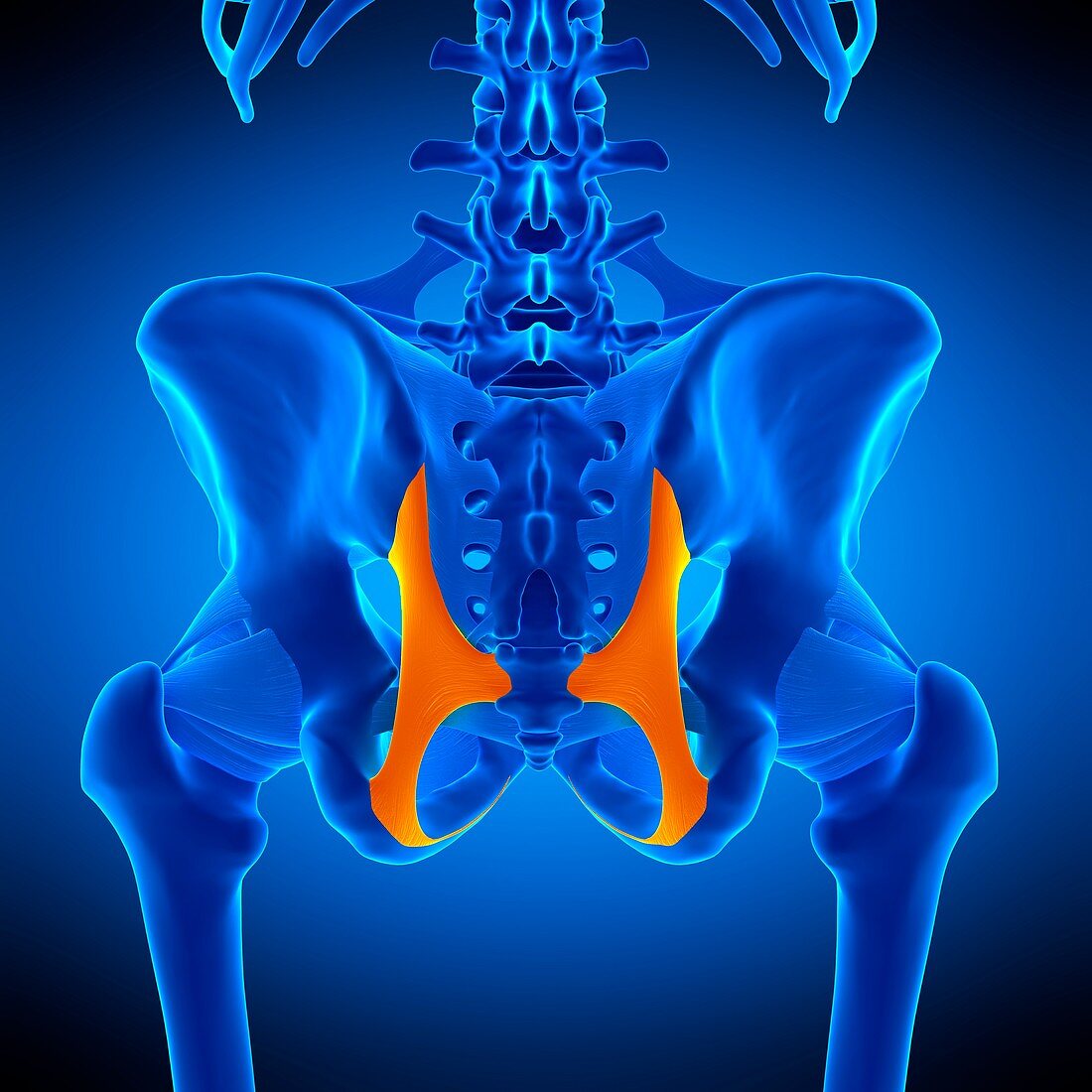 Hip ligament, illustration