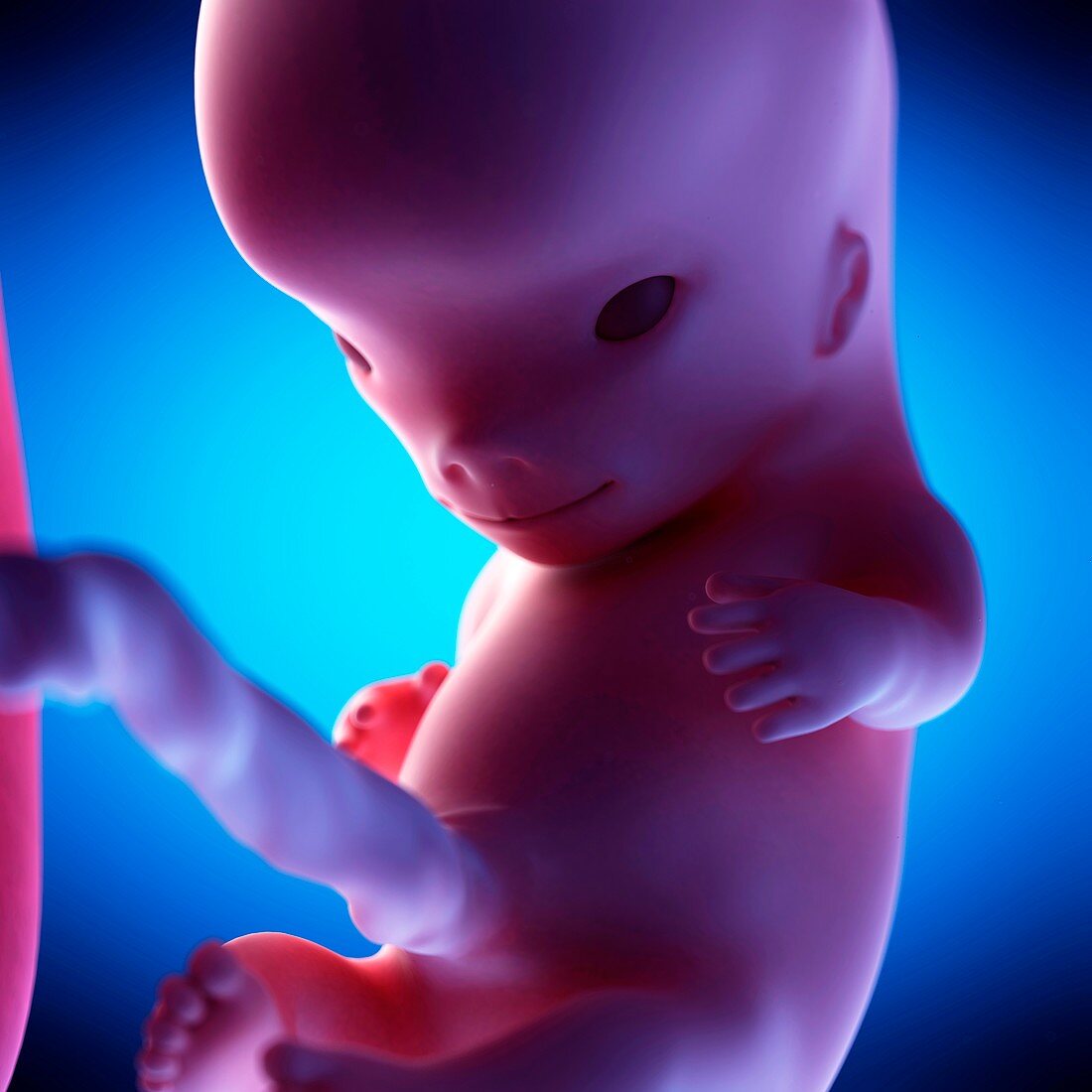 Human fetus at week 10 of gestation, illustration