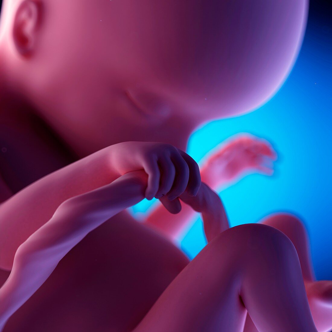Human fetus at week 18 of gestation, illustration