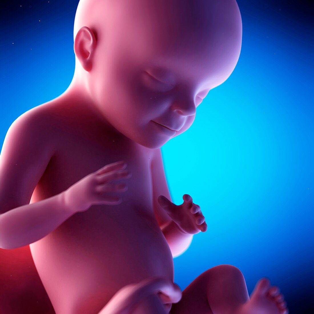 Human fetus at week 28 of gestation, illustration