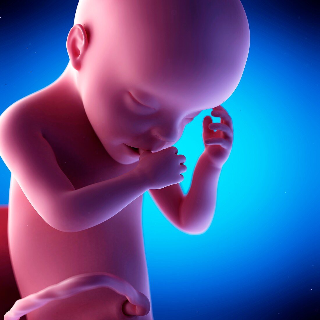 Human fetus at week 30 of gestation, illustration