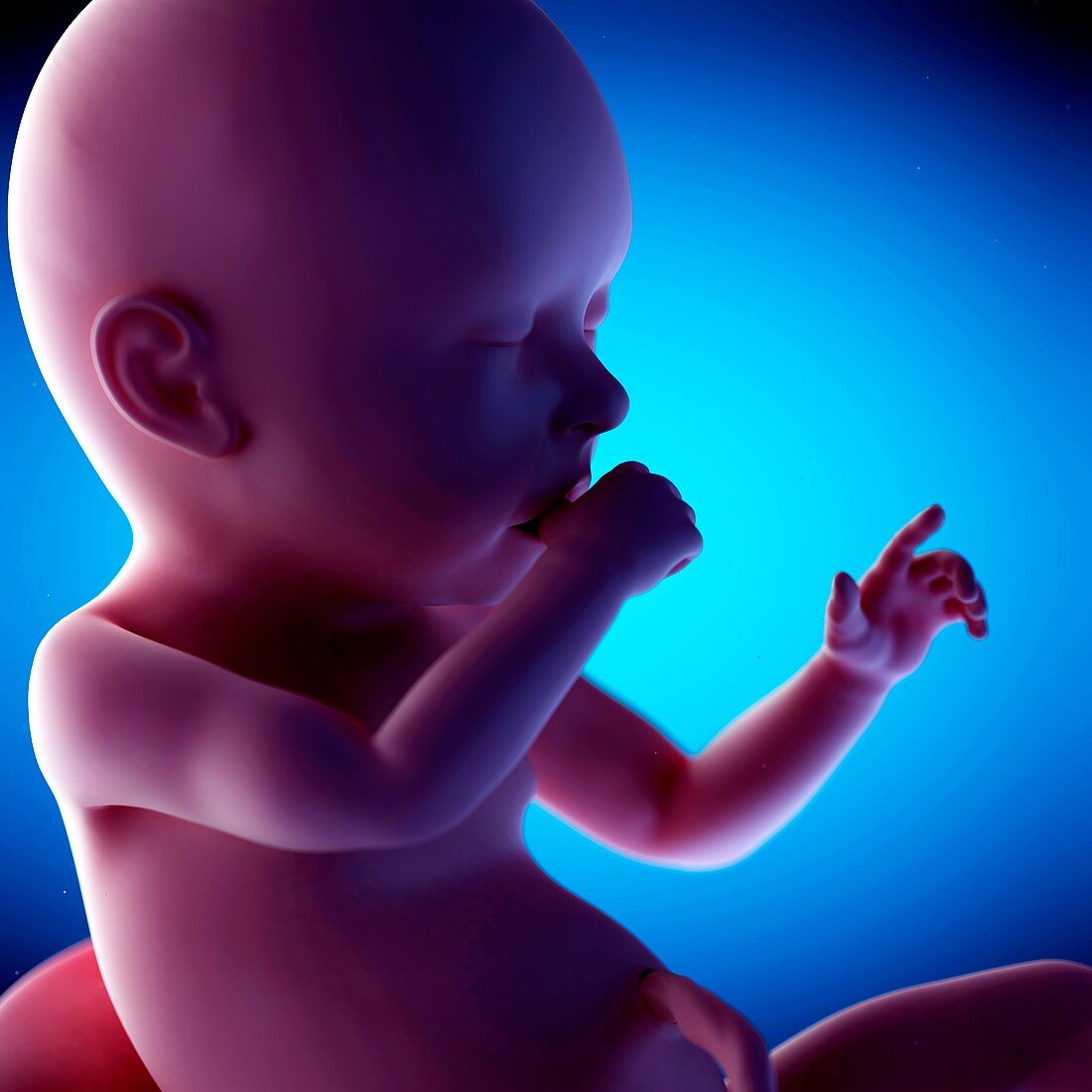 Human fetus at week 40 of gestation, illustration