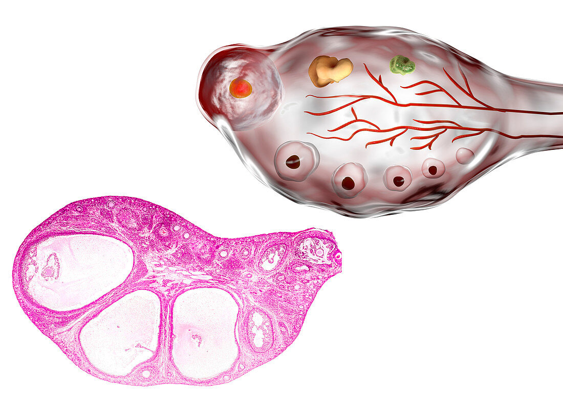 Ovarian follicles, micrograph and illustration