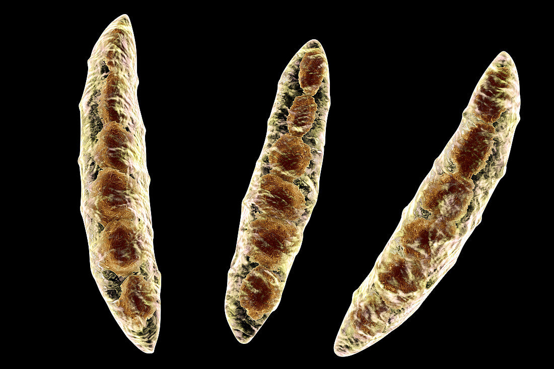 Fusarium fungus conidia, illustration