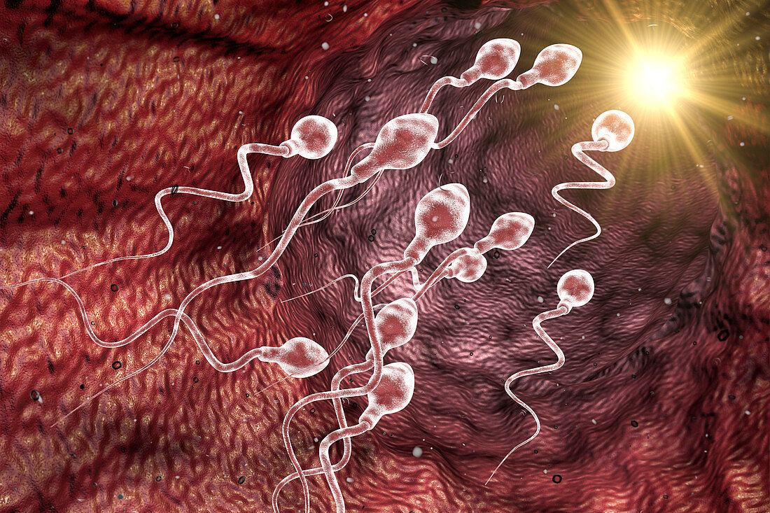 Sperm cell, illustration