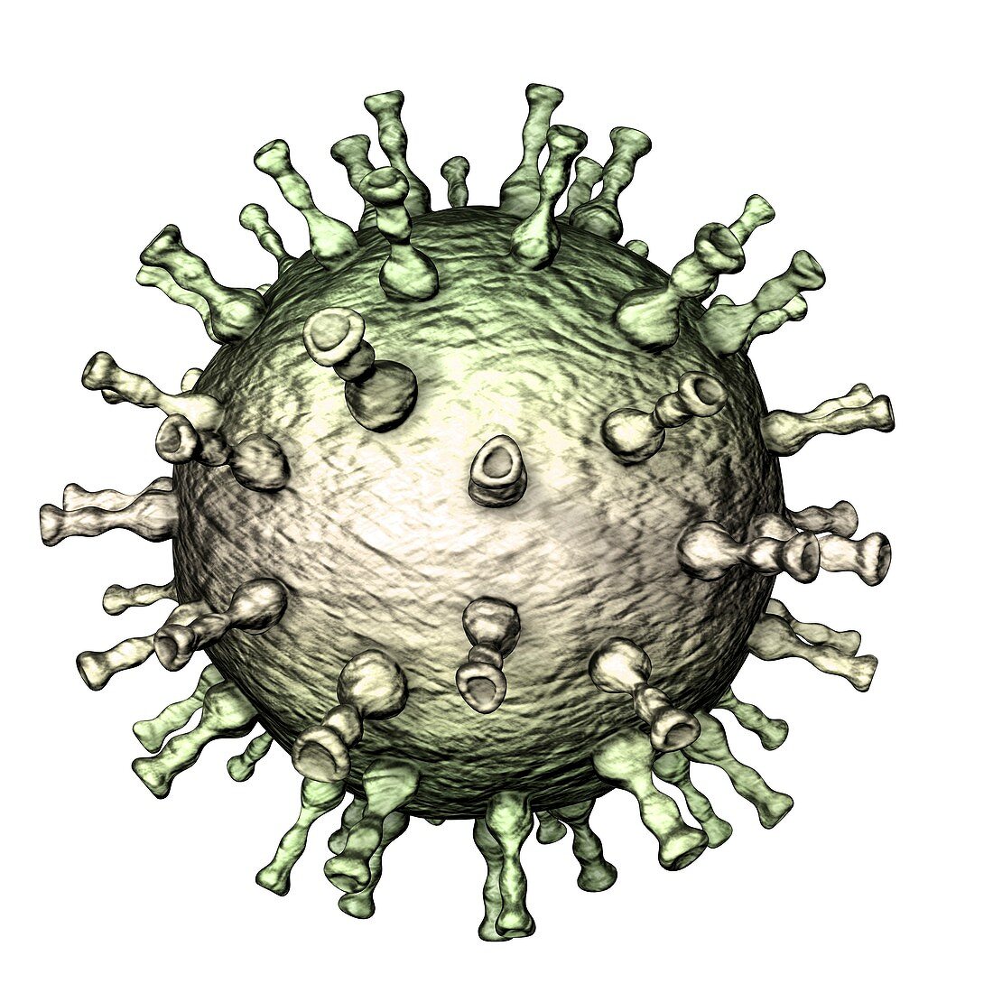 Chickenpox virus structure, illustration