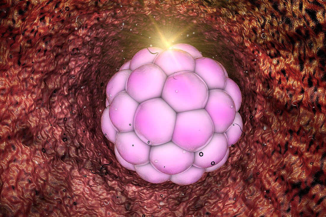 Human embryo, illustration