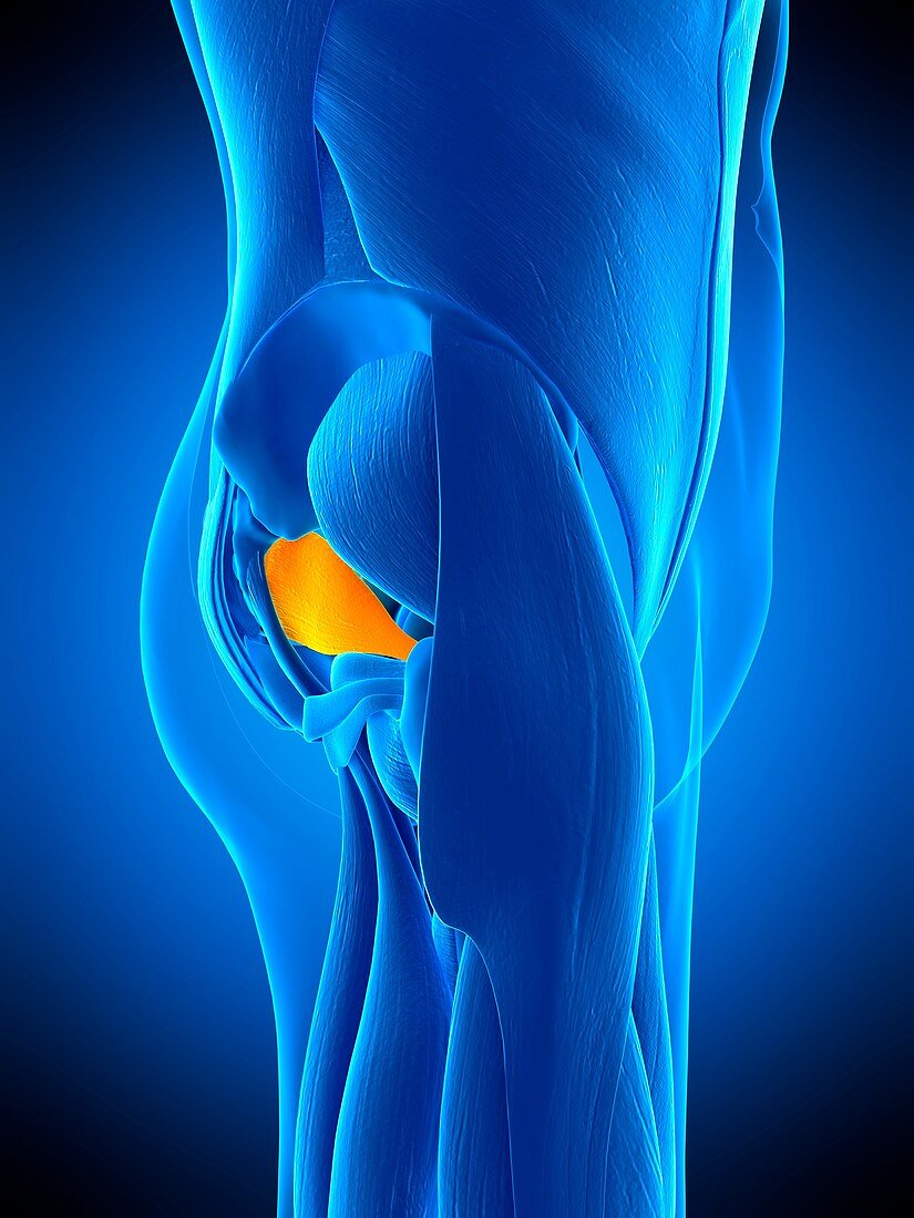 Hip muscle, illustration