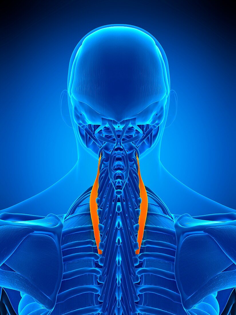 Neck muscles, illustration