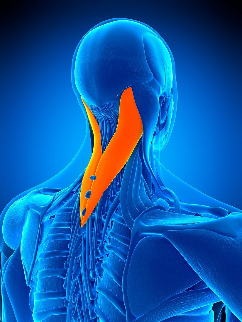 Neck muscles, illustration