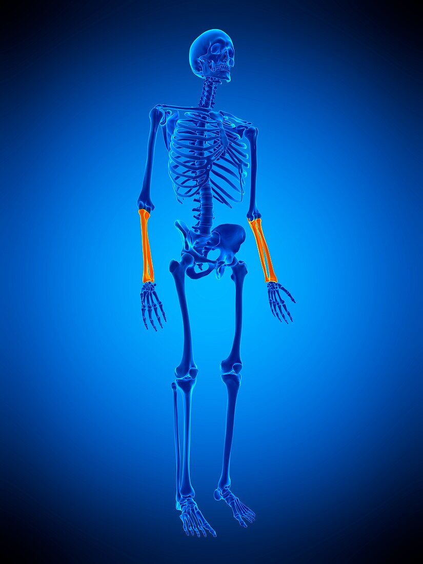 Lower arm bones, illustration