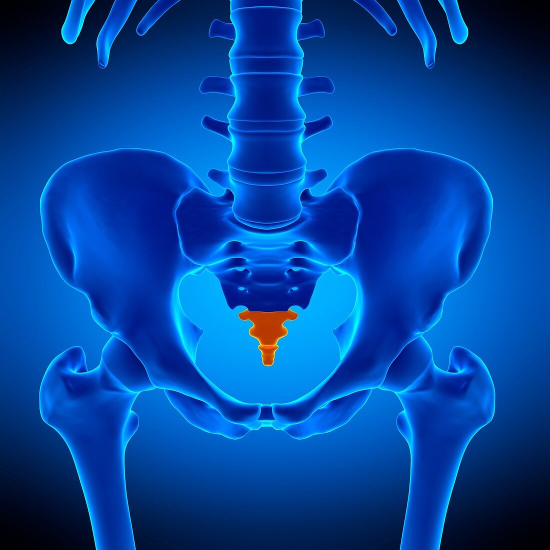 Coccyx bone, illustration