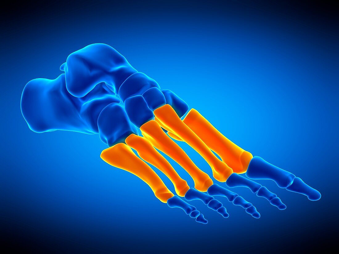 Foot bones, illustration