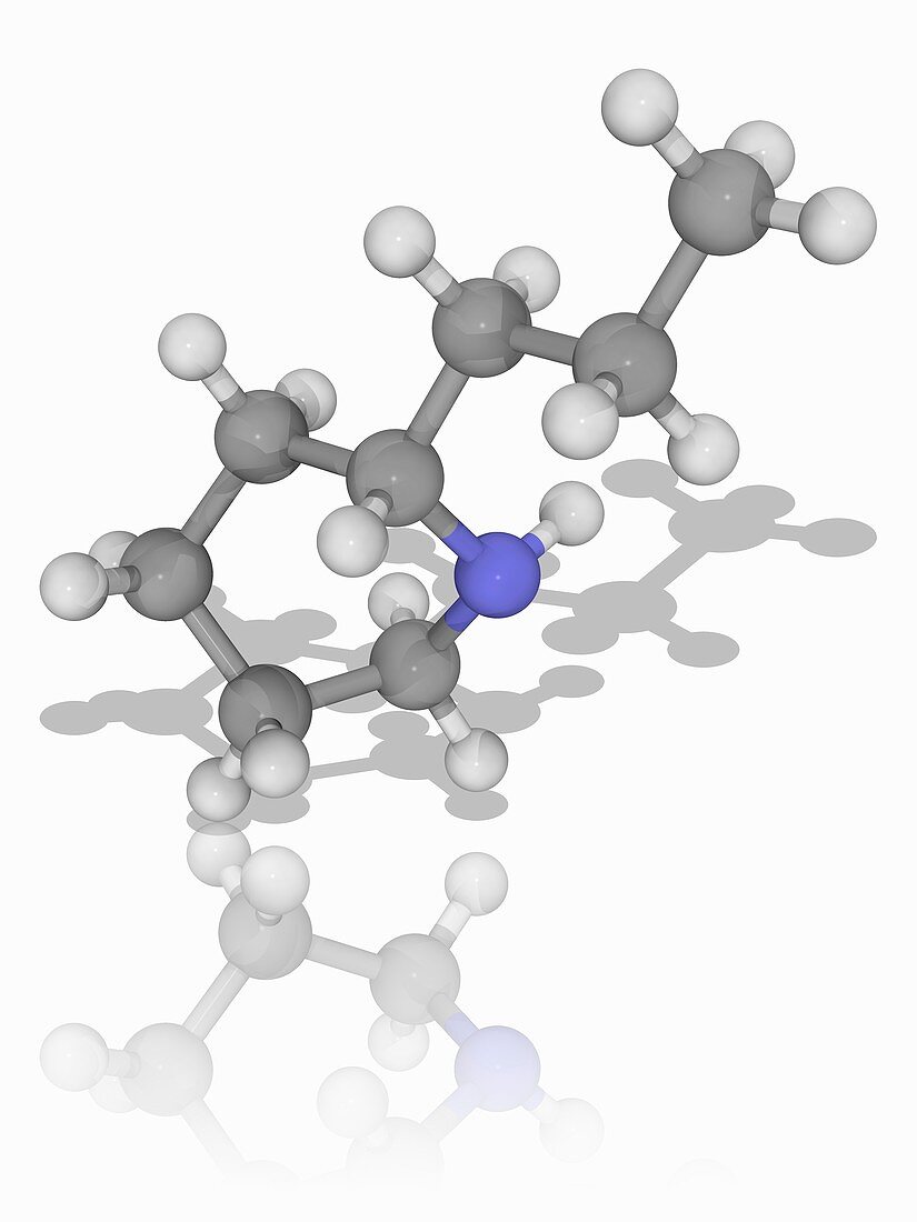 Coniine organic compound molecule