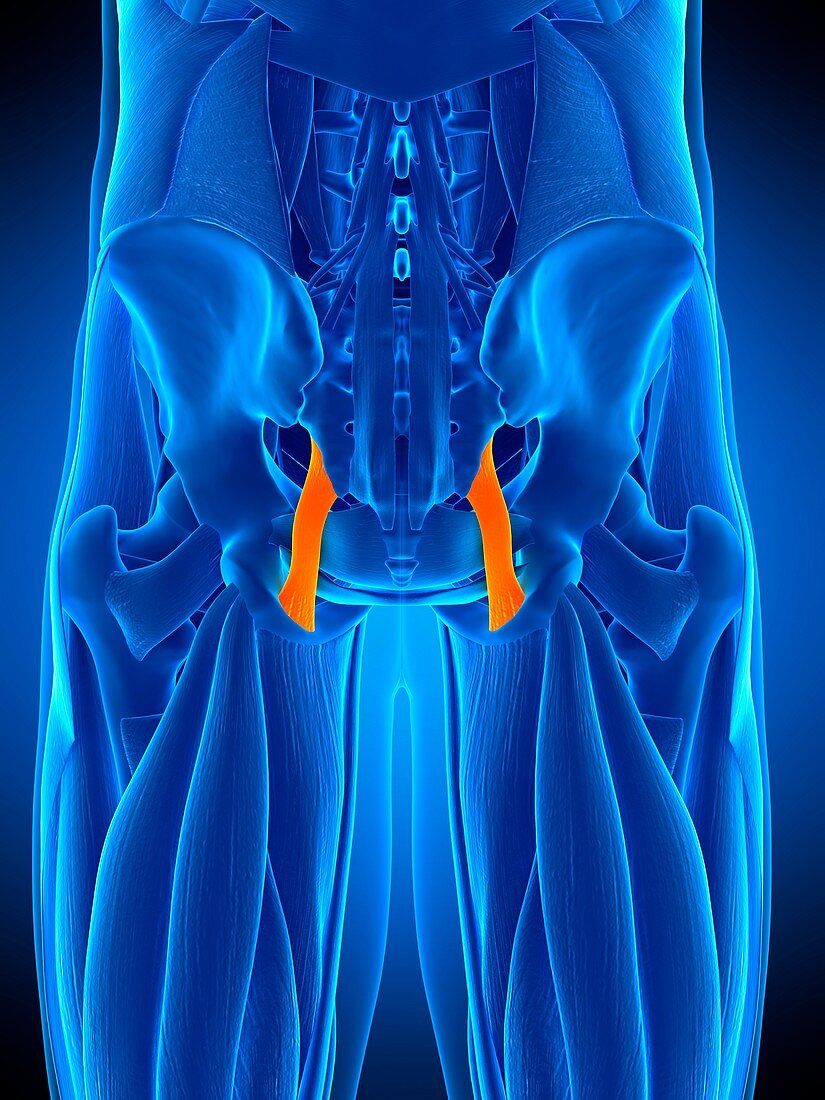 Hip ligament, illustration