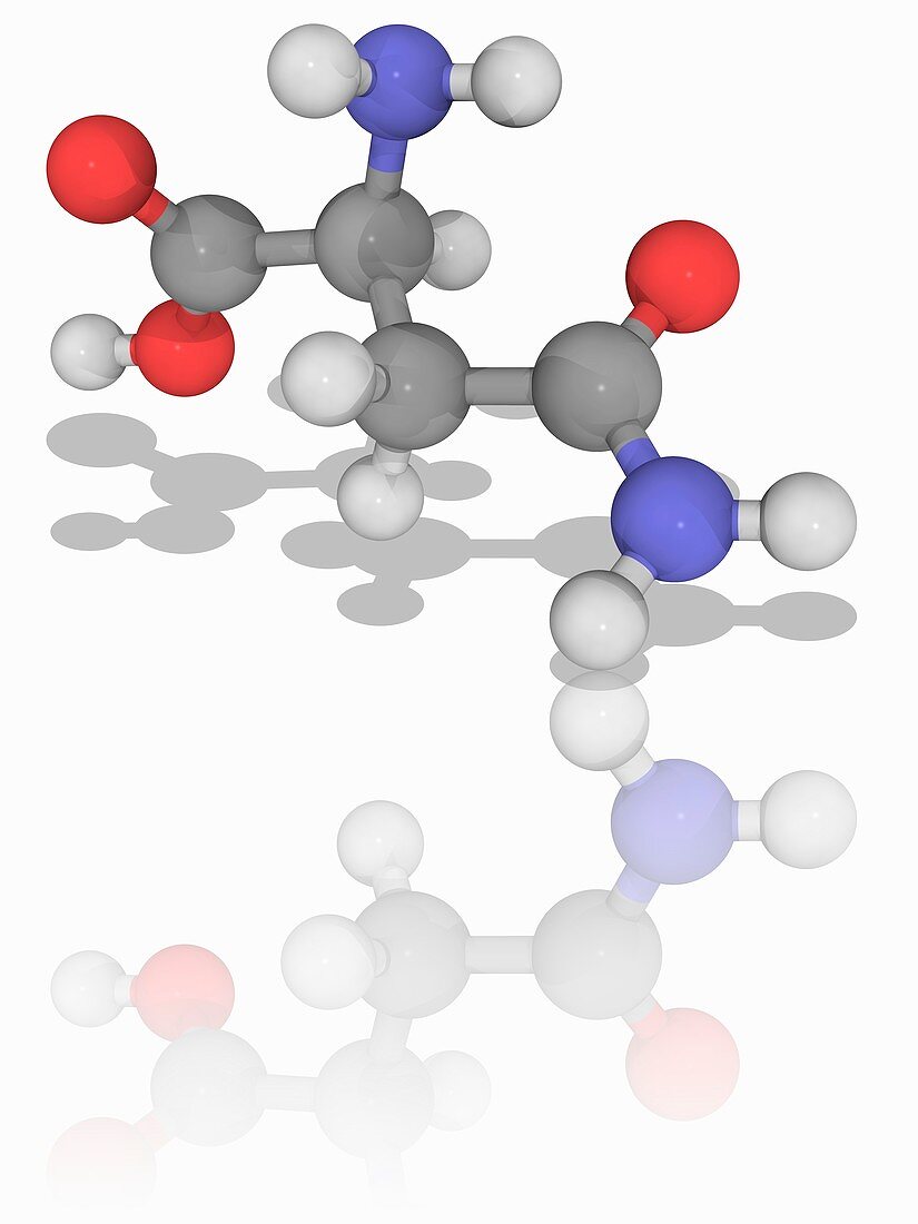Asparagine organic compound molecule