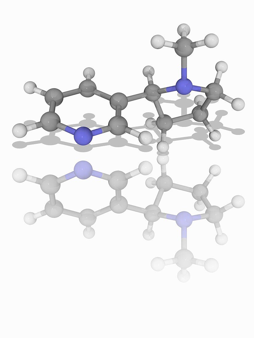 Nicotine organic compound molecule