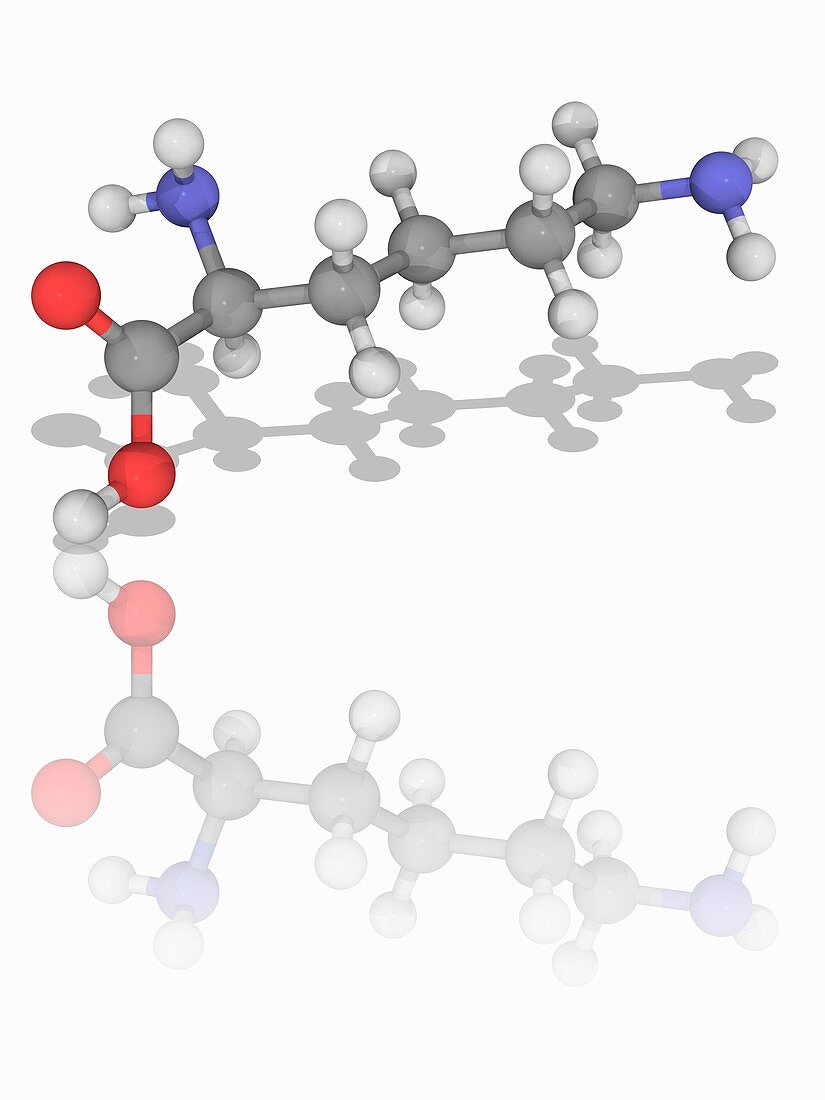 Lysine organic compound molecule