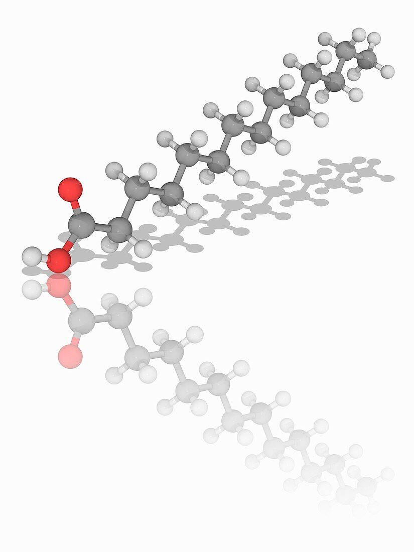 Myristic acid (tetradecanoic acid) molecule
