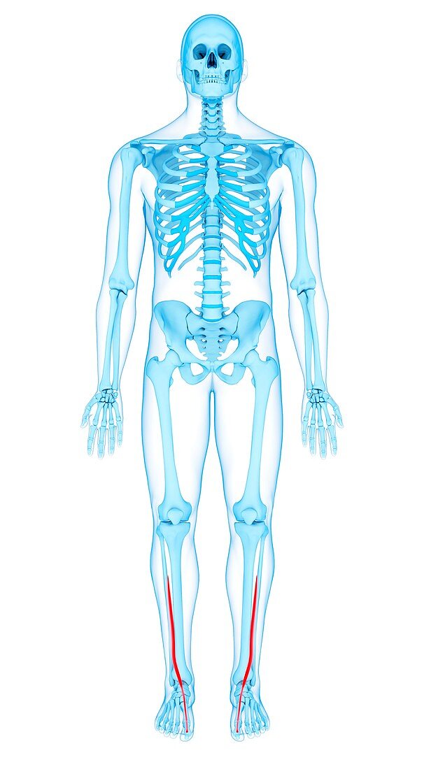 Leg muscles, illustration