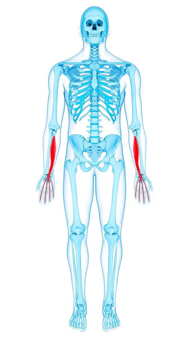 Arm muscles, illustration