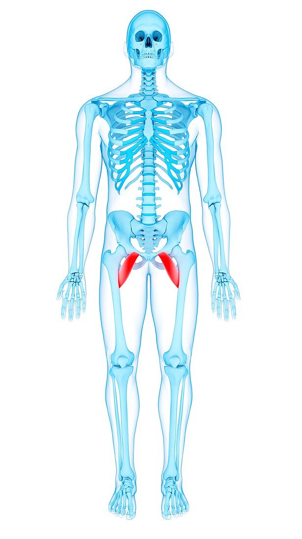 Pelvis muscles, illustration