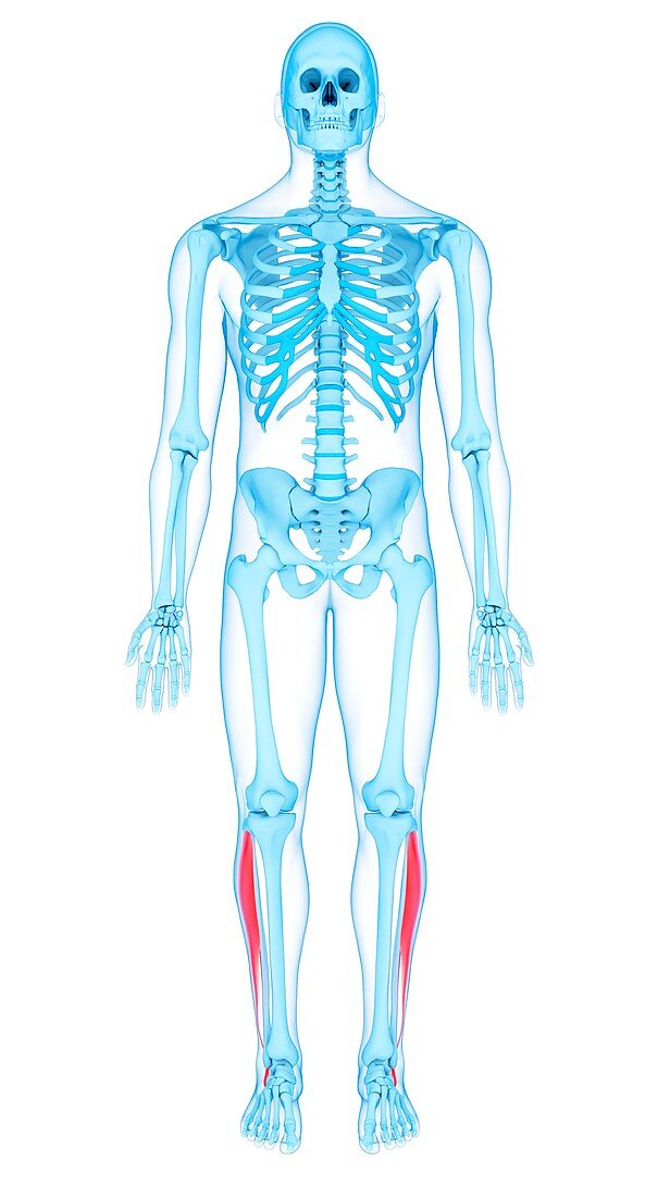 Leg muscles, illustration