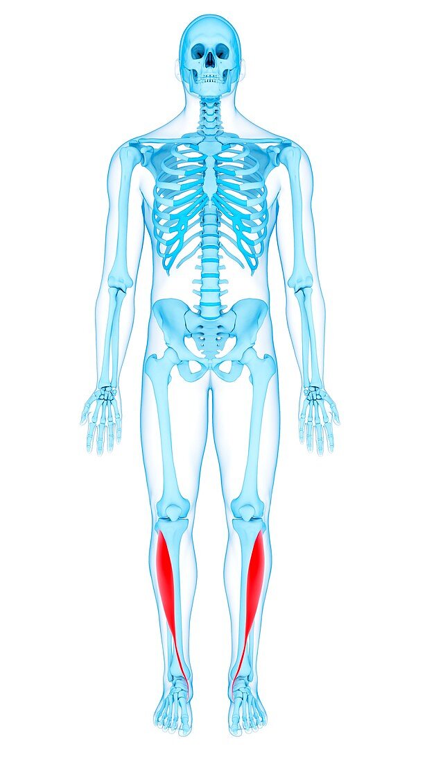 Leg muscles, illustration